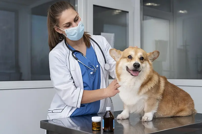 Veterinary